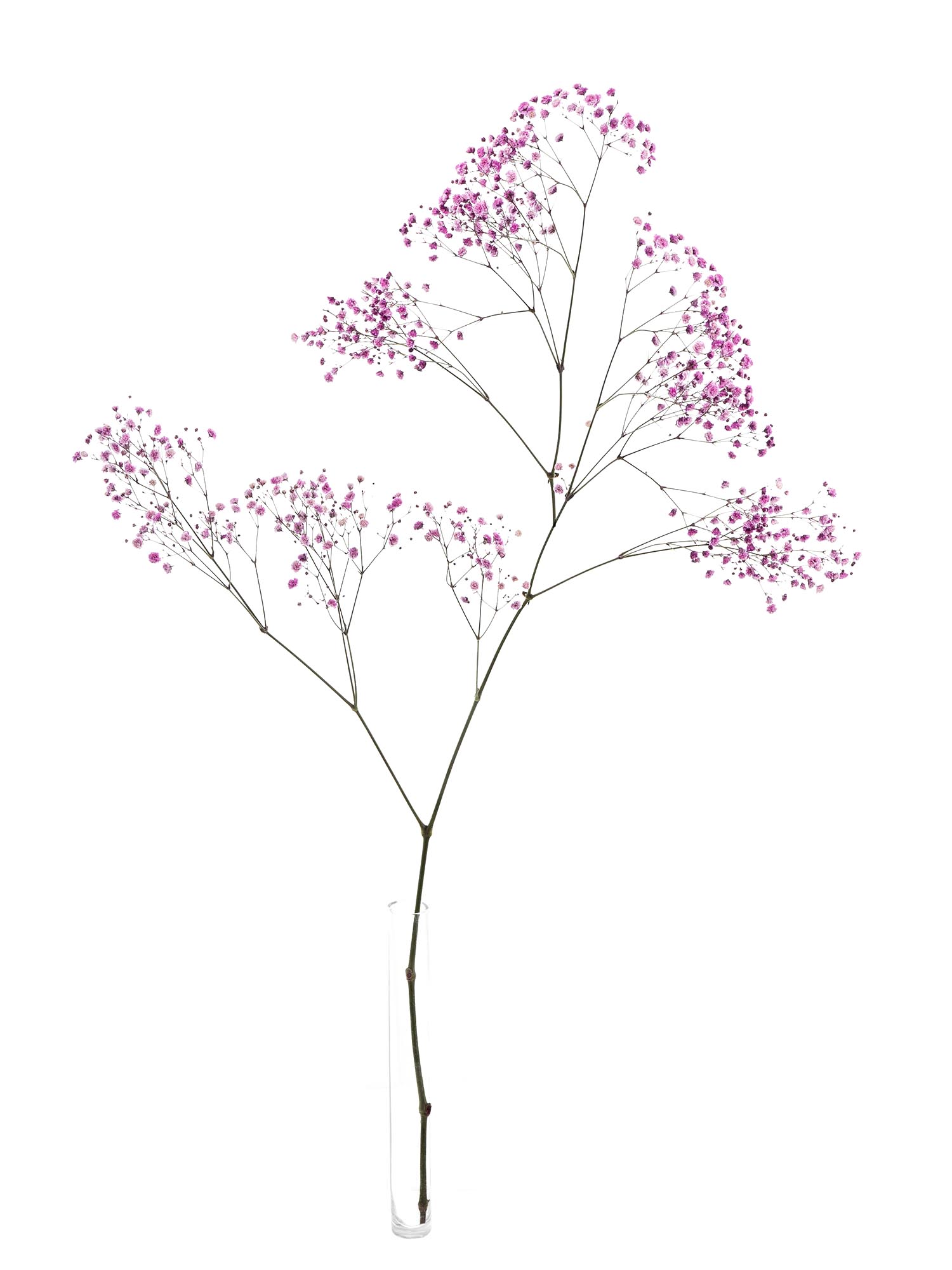 blumigo-schleierkraut-painted-pinke-schnittblumen-gef-rbt image 3