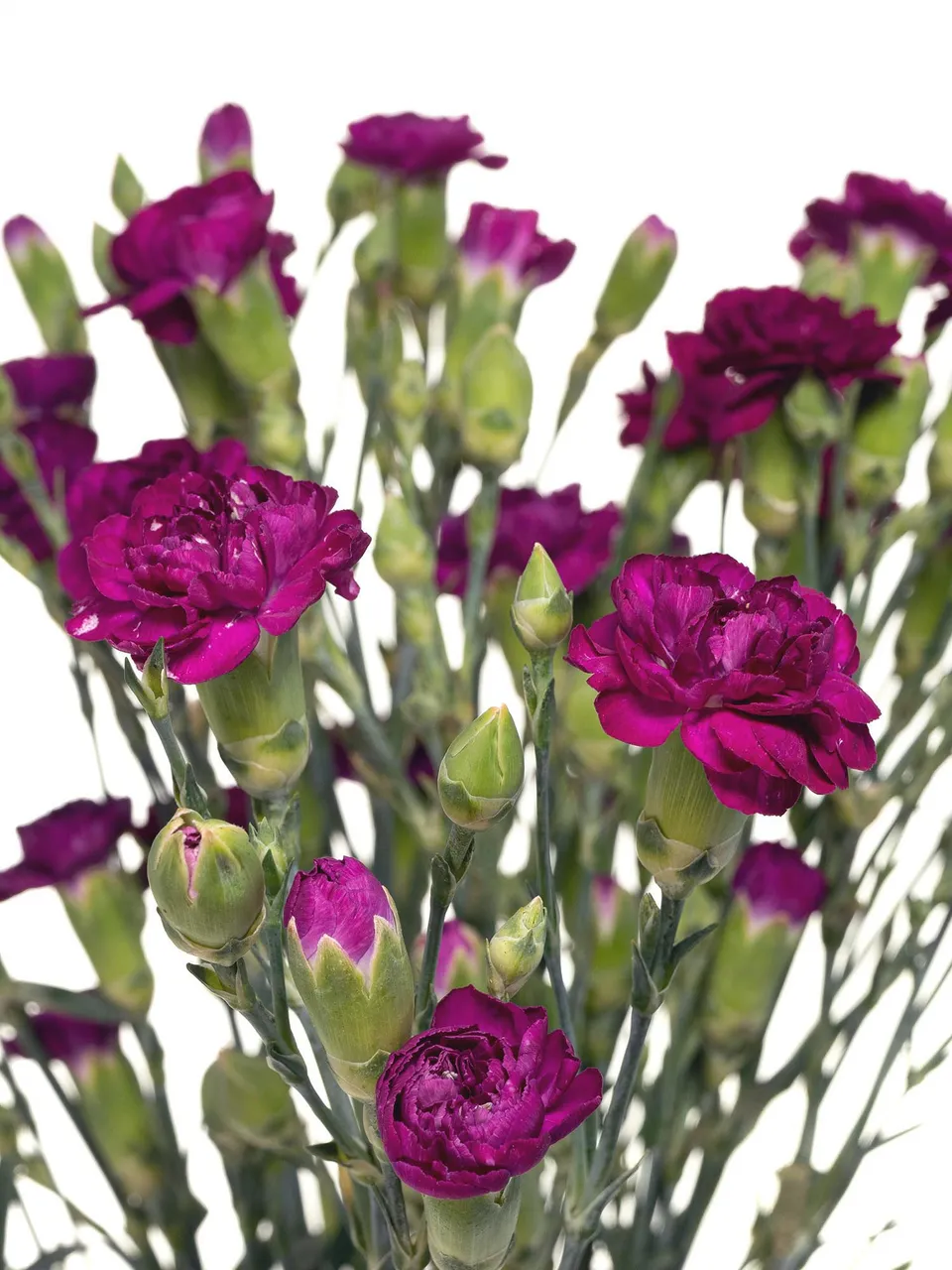 blumigo-nelken-kingfisher-special-schnittblumen-violett-verzweigt image 1