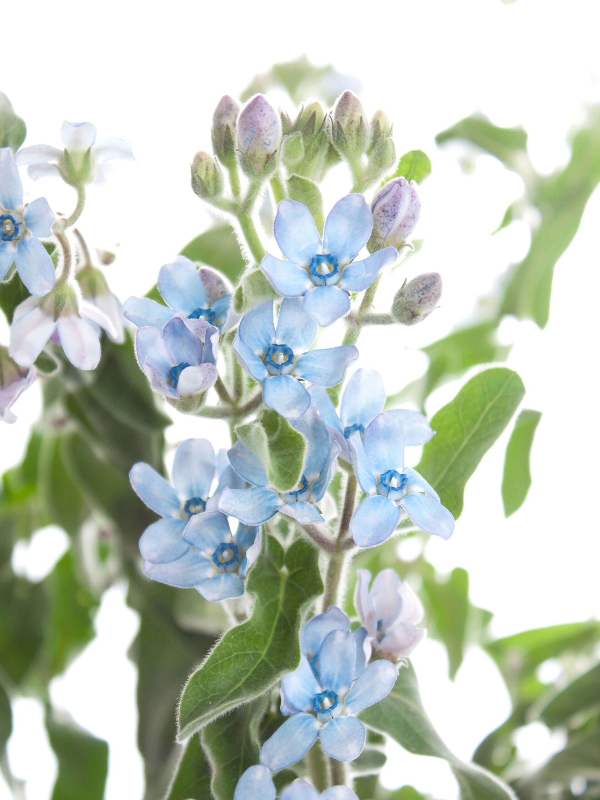 blumigo-asclepias-oxypetalum-seidenpflanze-schnittblume-blau image 3