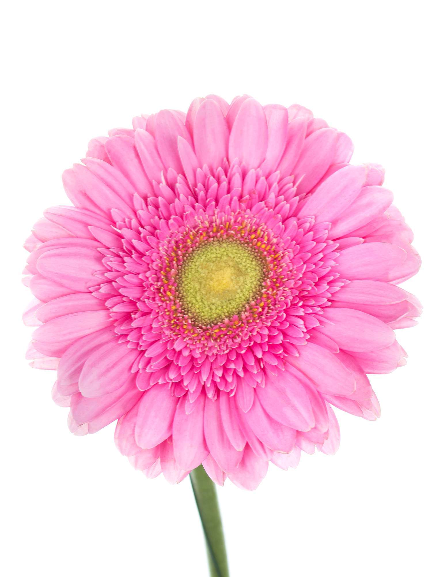 blumigo-gerbera-ballroom-pinke-schnittblume image 1