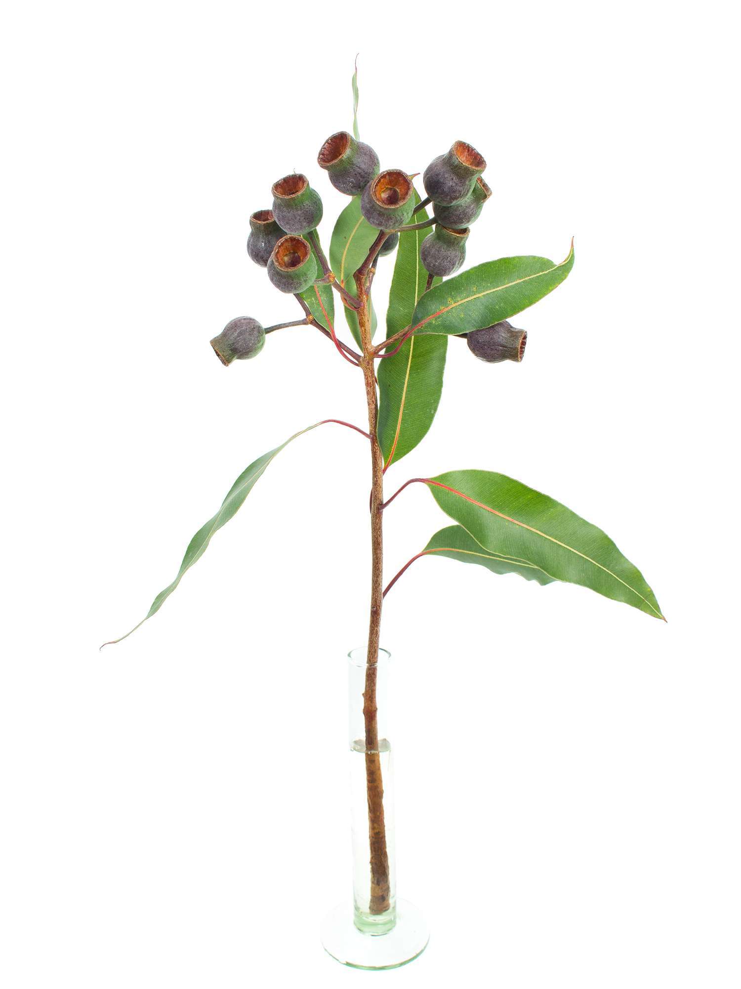 blumigo-eukalyptus-eukalyptusbeeren-robusta-gr-n-braun image 3