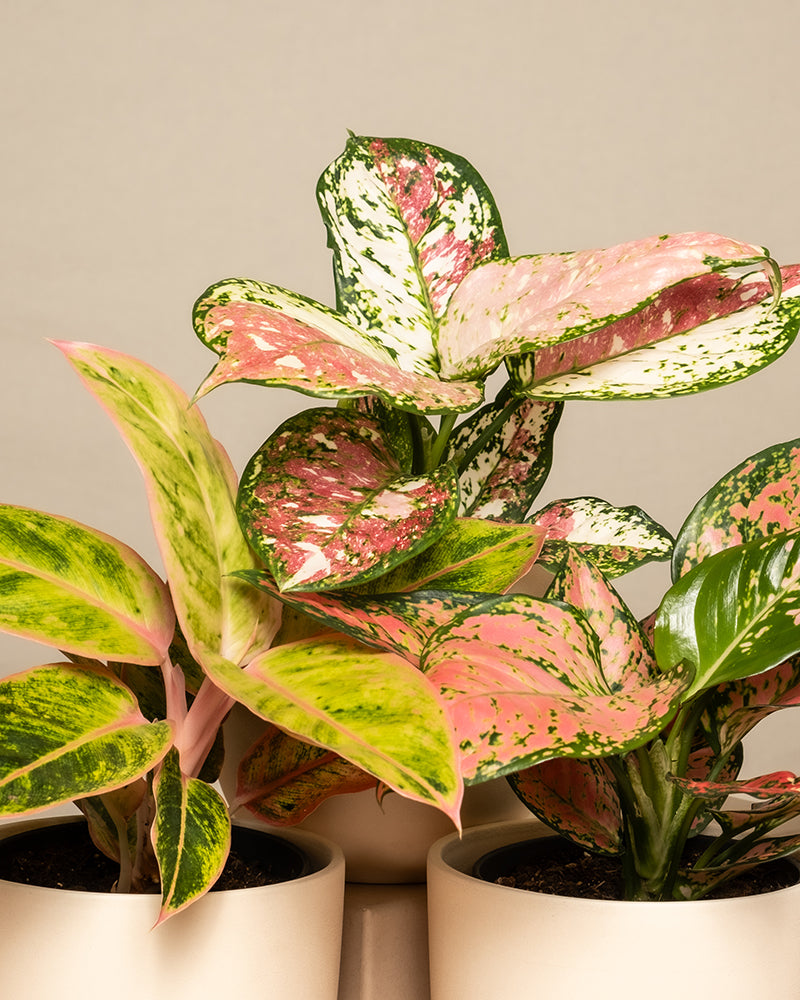 feey-variado-buntes-aglaonema-trio-zimmerpflanzen-3er-set image 2
