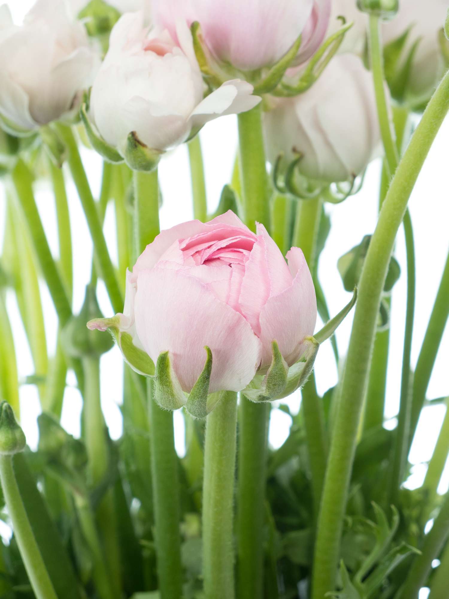 blumigo-ranunkeln-elegance-pastel-pink-schnittblumen-rosa image 1