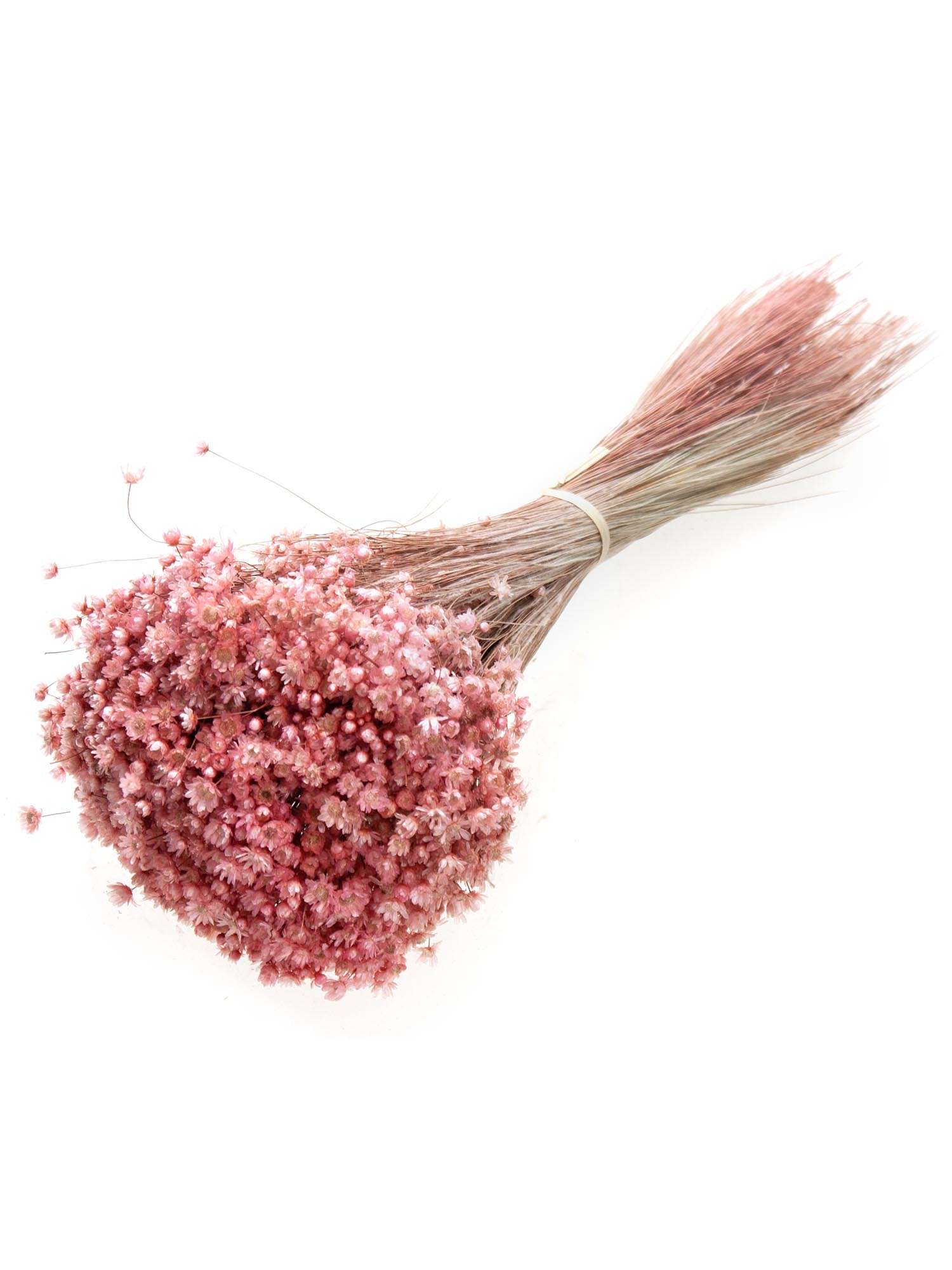 blumigo-trockenblumen-marcela-getrocknet-alt-ros-bund image 2