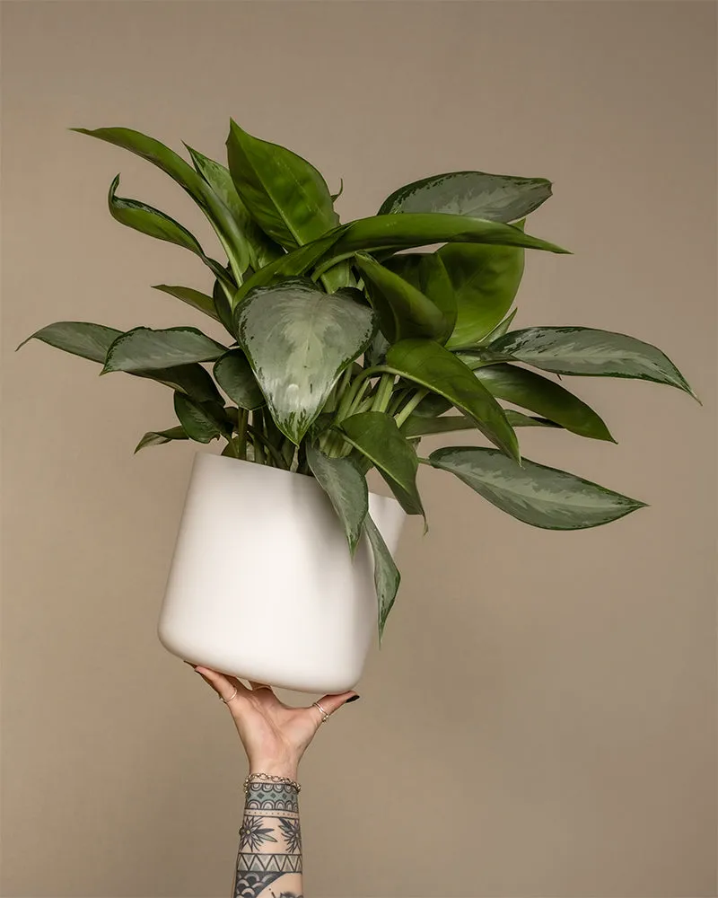 feey-variado-aglaonema-silverado-50-60-cm-ohne-bertopf image 1