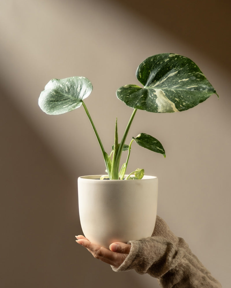 feey-variado-monstera-thai-constellation-zimmerpflanze-klein image 1
