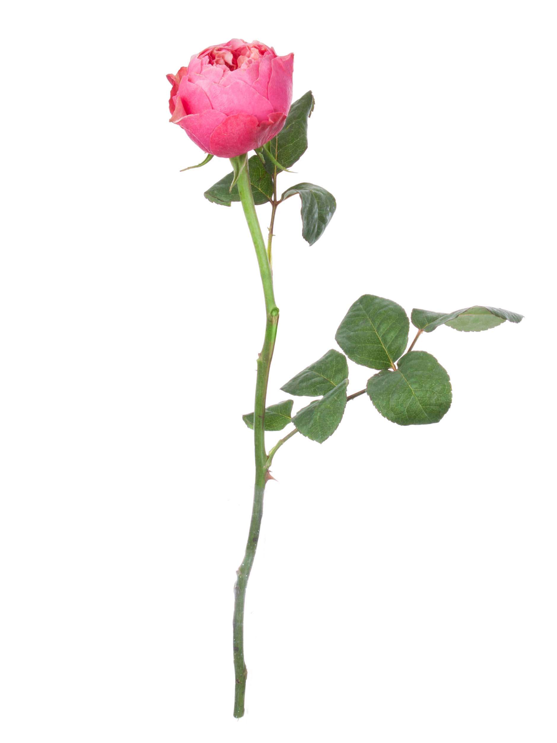 blumigo-rosen-vuvuzela-cerise-korall-pink-einzelstiel image 3