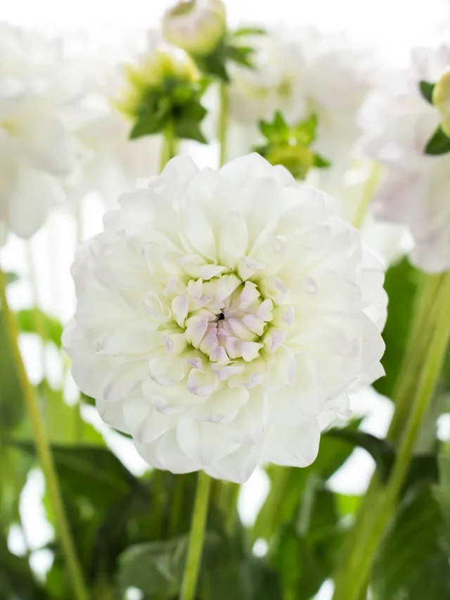 blumigo-eveline-dahlie-wei-lila-schnittblume-stiel image 1