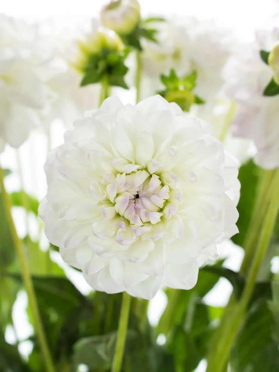 blumigo-eveline-dahlie-wei-lila-schnittblume-stiel image 1