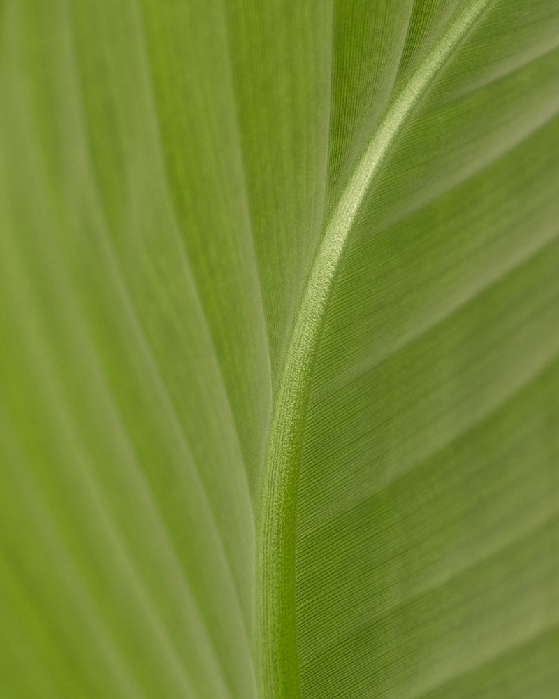 feey-strelitzie-nicolai-zimmerpflanze-gro-ohne-bertopf image 8