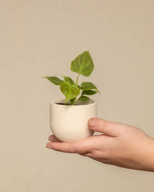 feey-variado-philodendron-verrucosum-babypflanze-6cm image 1