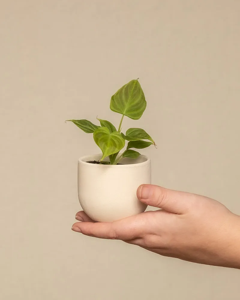 feey-variado-philodendron-verrucosum-babypflanze-6cm image 1