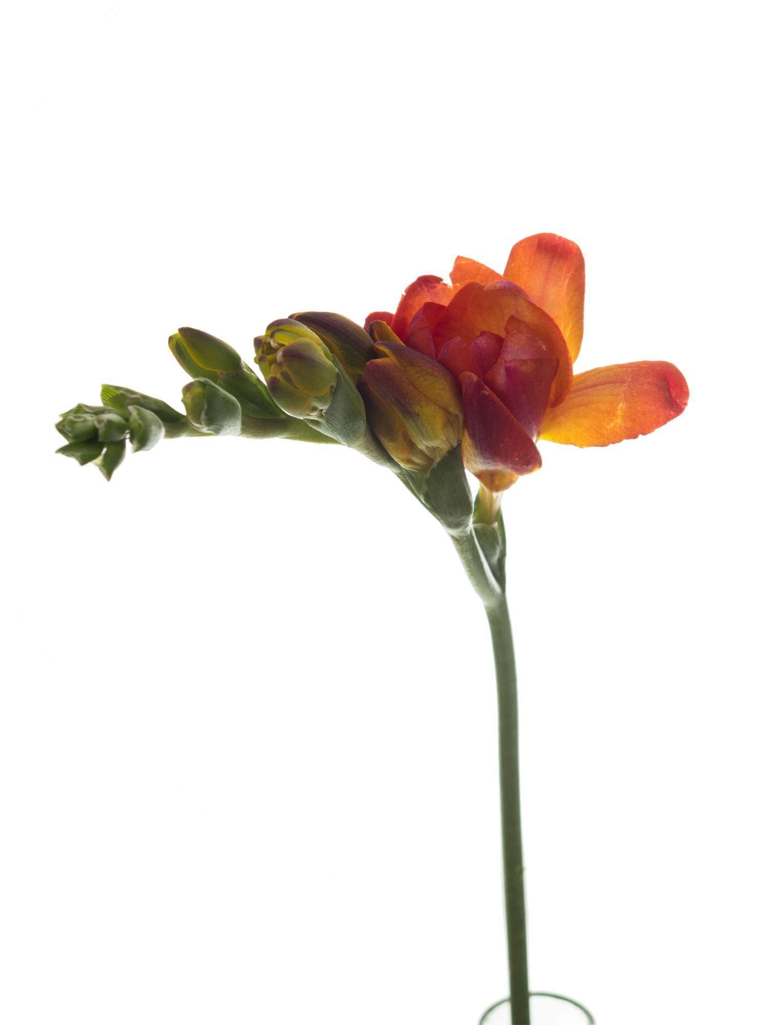 blumigo-freesien-mandarine-schnittblumen-rot-orange-duftend image 3