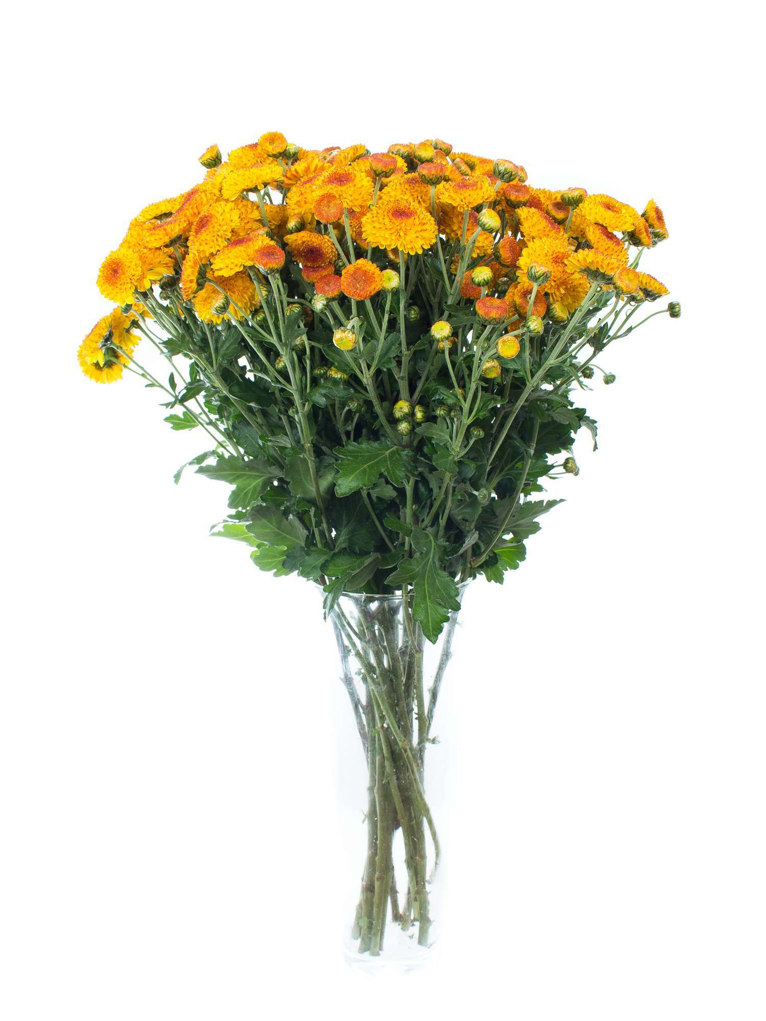 blumigo-herbstdeko-herbstastern-bright-eye-orange-gelb image 2