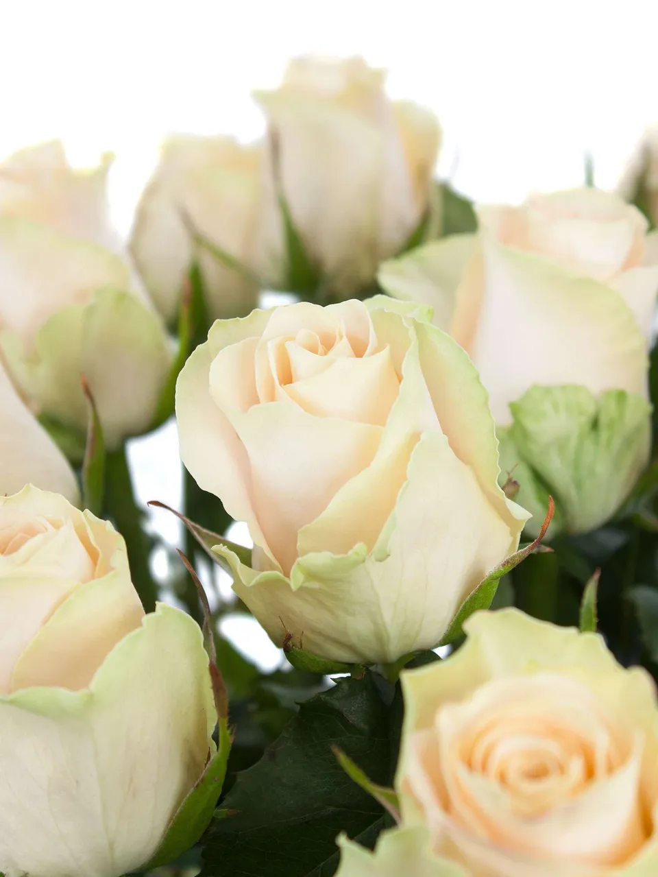 blumigo-rosen-charmant-creme-schnittrose-creme-einzeln image 1