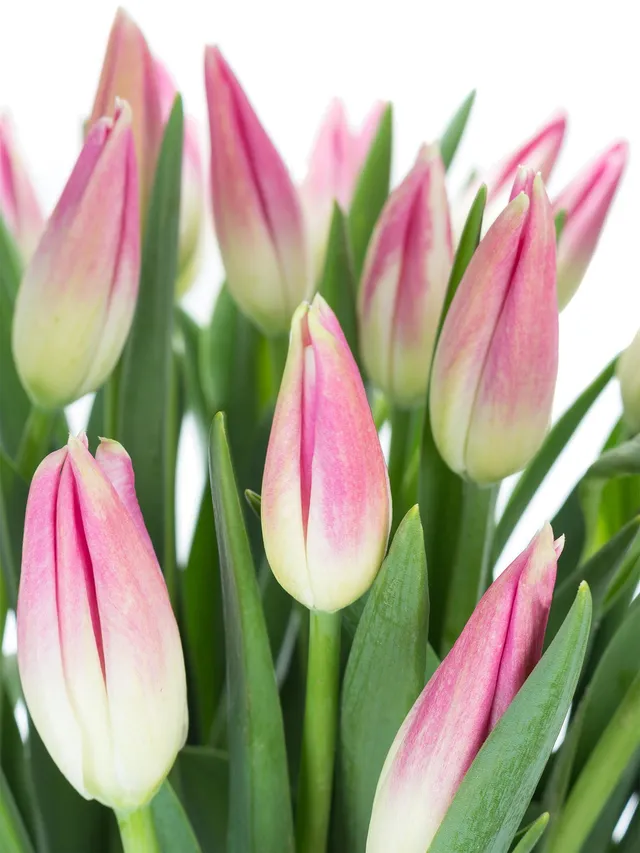 blumigo-tulpen-royal-ten-franz-sisch-pink-wei image 1