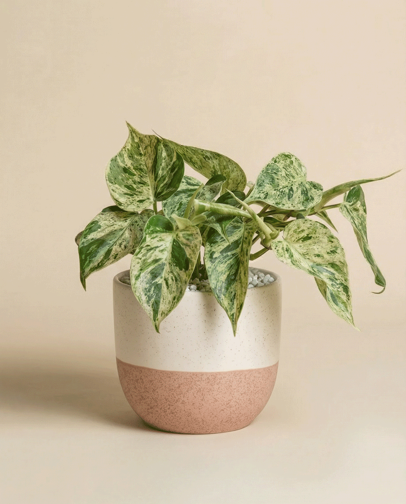 feey-variado-philodendron-oxycardium-variegata-zimmerpflanze-ohne-bertopf image 4