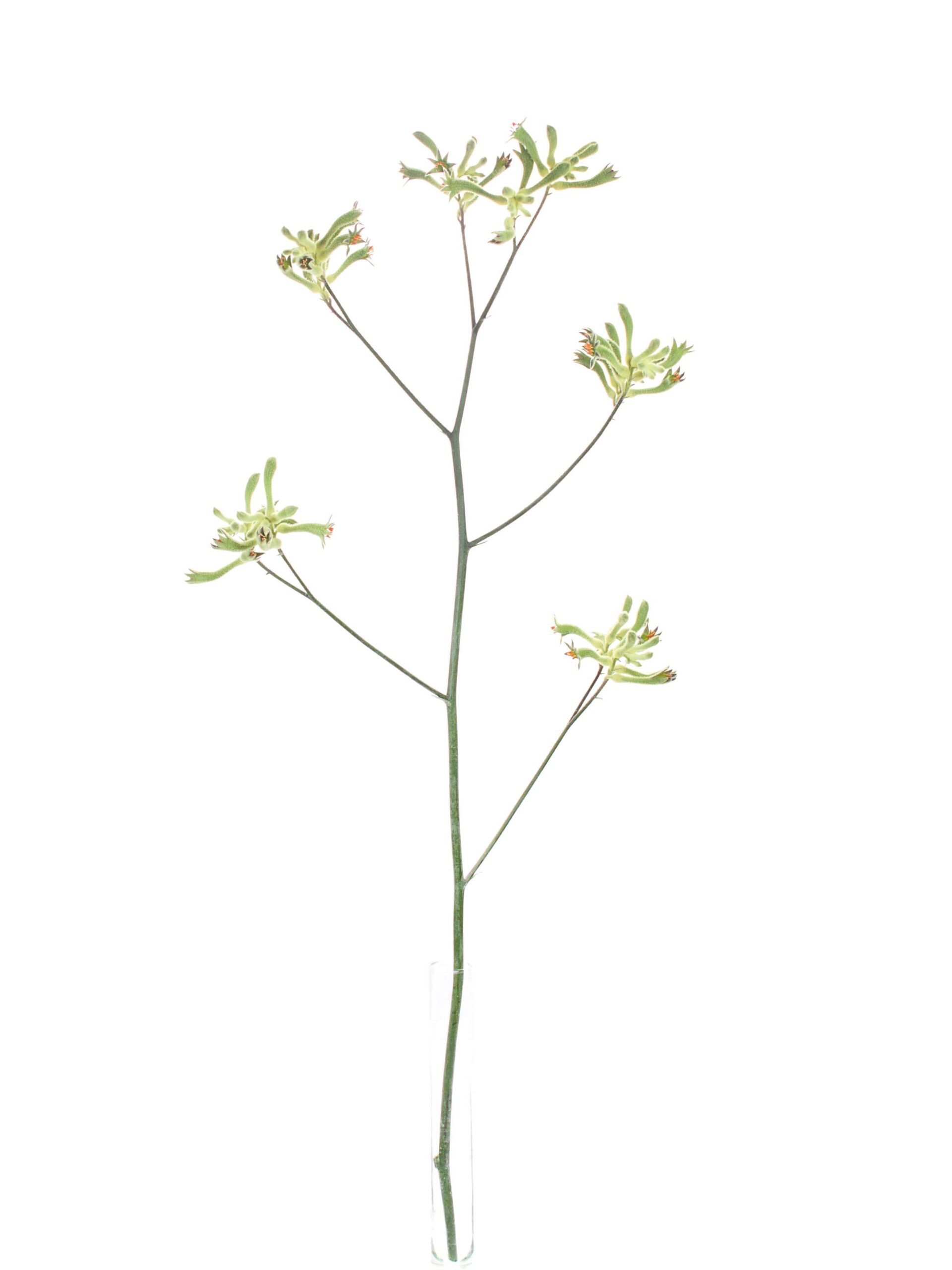 blumigo-blattwerk-k-ngurupfote-anigozanthos-schnittblume-gr-n image 3