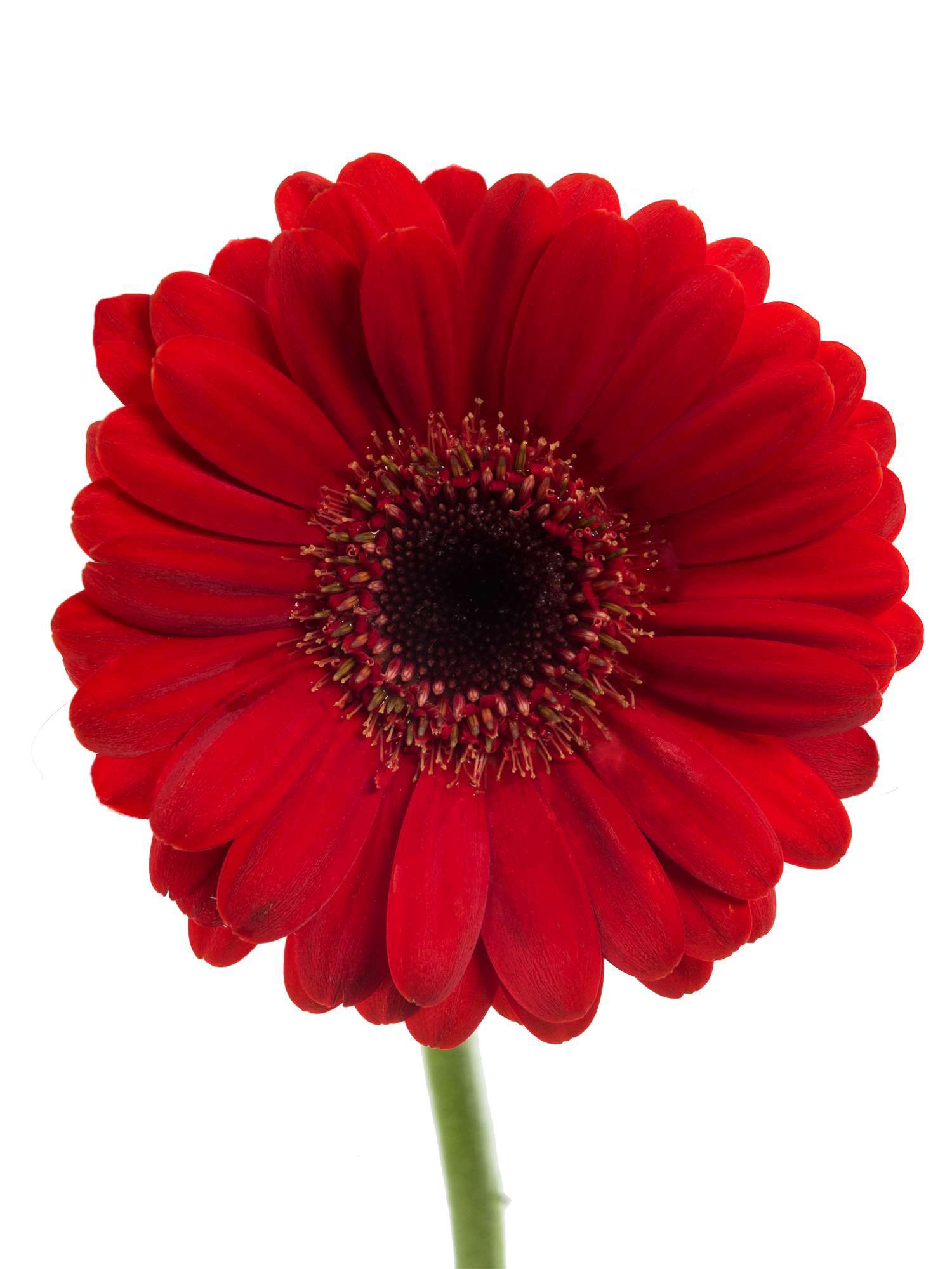 blumigo-gerbera-mini-suri-schnittblume-rot image 2