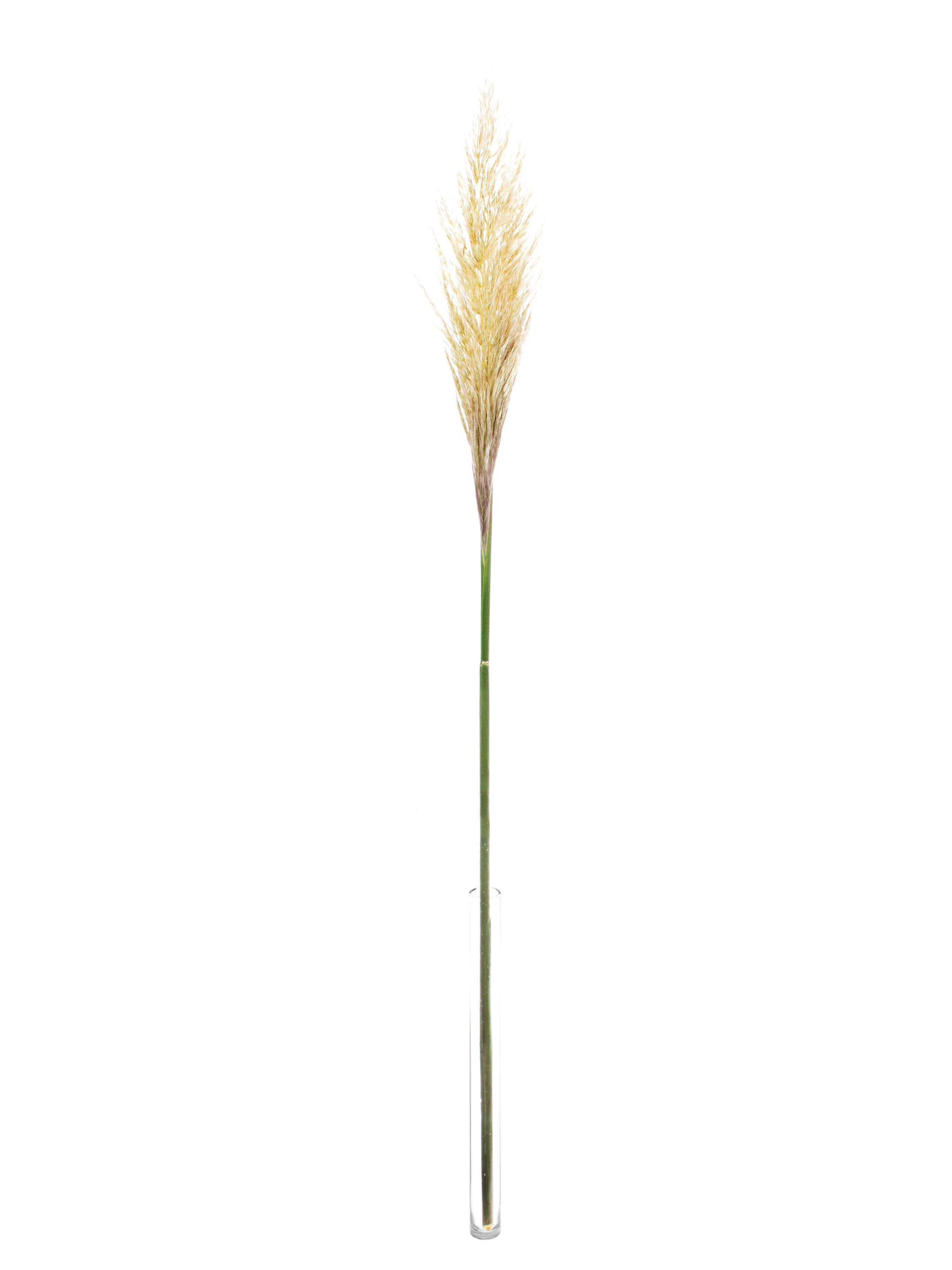 blumigo-trockenblumen-pampasgras-frisch-geschnitten-bund-natur image 3