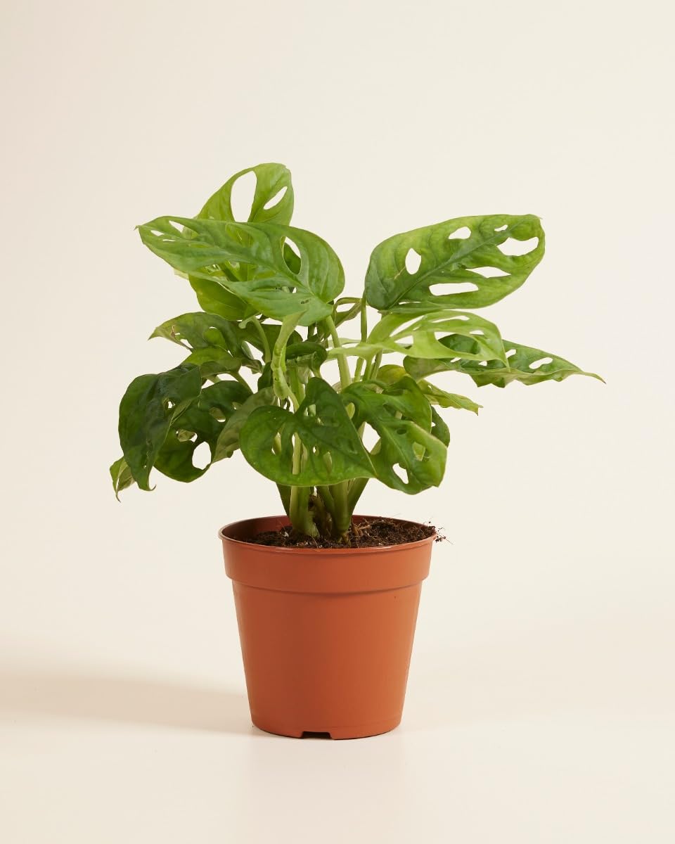plnts-rareplnts-monstera-adansonii-zimmerpflanze-12cm-30cm image 2