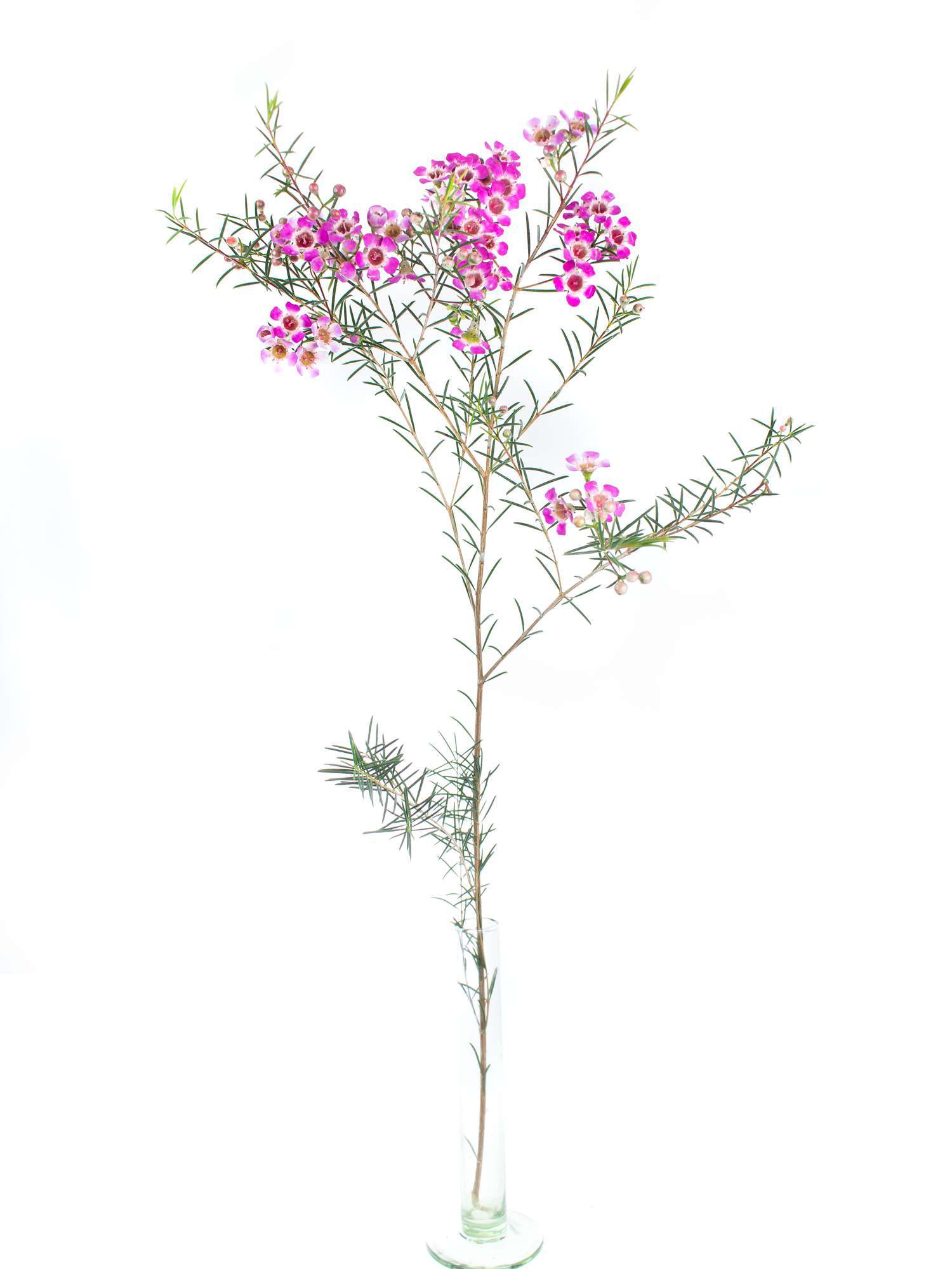 blumigo-blattwerk-wachsblume-purple-pride-lila image 3