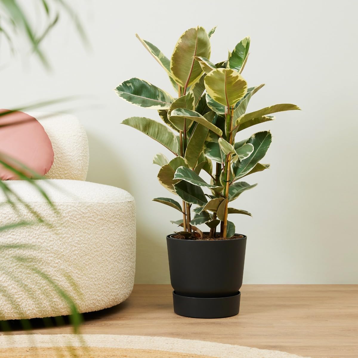 plnts-rareplnts-ficus-tineke-gummibaum-27cm-topf-100cm image 8