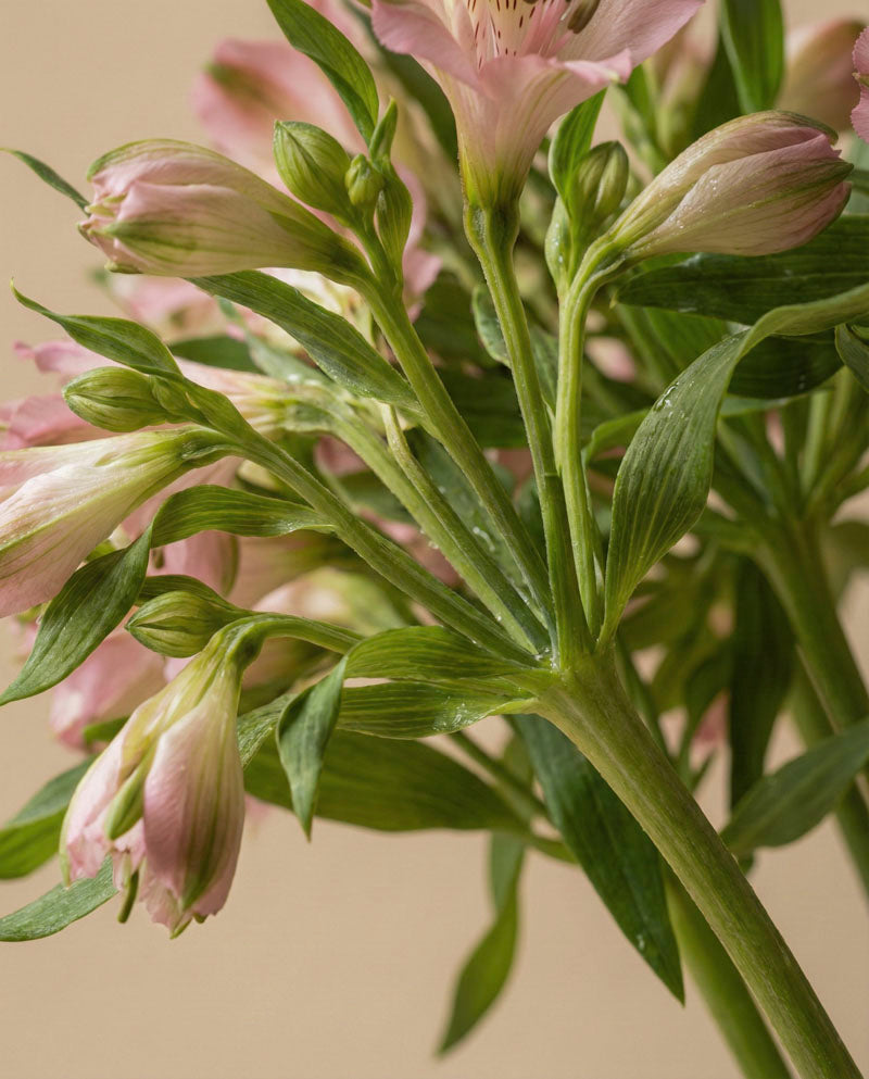 feey-rilio-alstroemeria-rosa-schnittblumen-default image 8