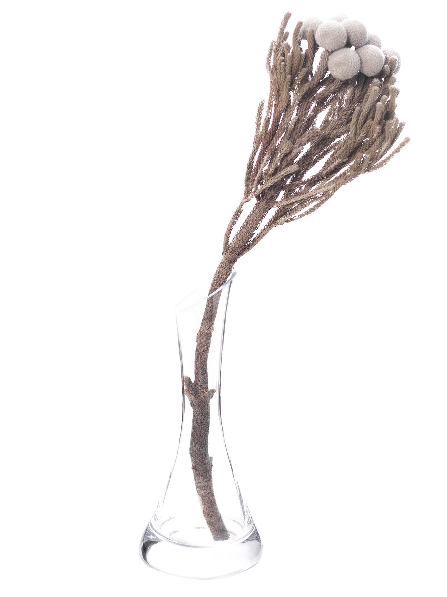 blumigo-trockenblumen-brunia-albiflora-silber-wei-1-bund image 4