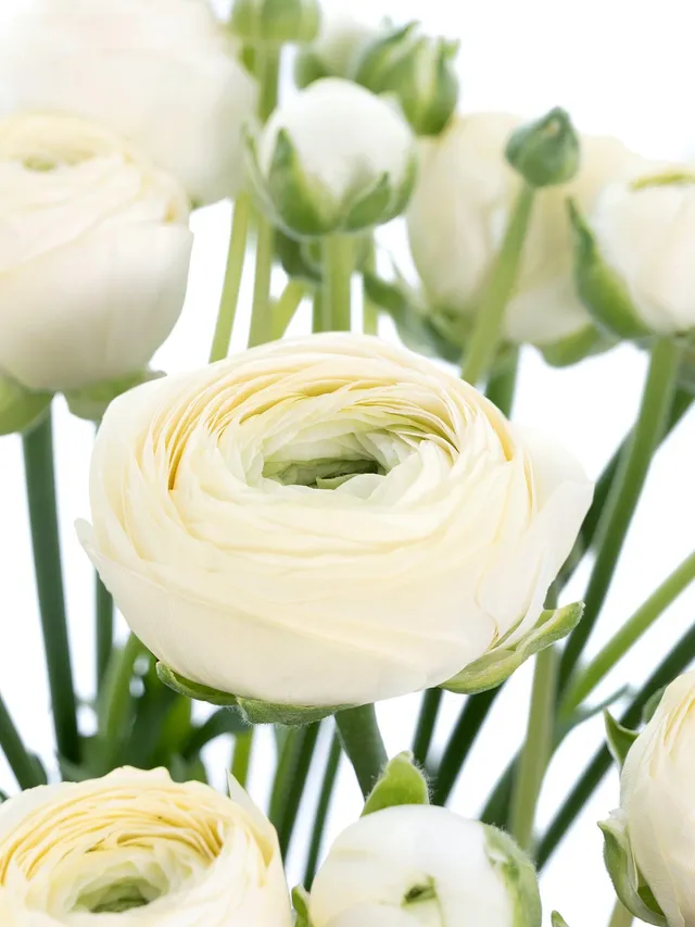blumigo-ranunkeln-xl-cloni-commedia-schnittblume-creme image 1