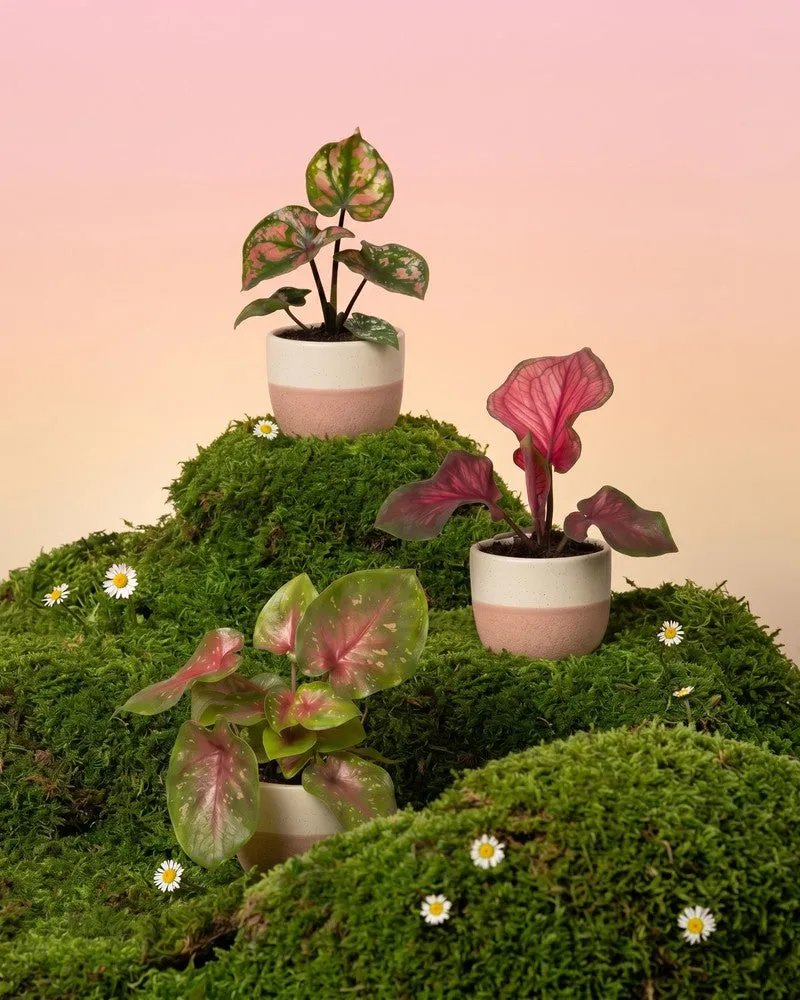 feey-variado-baby-caladium-buntblatt-3er-set-gemischt image 1