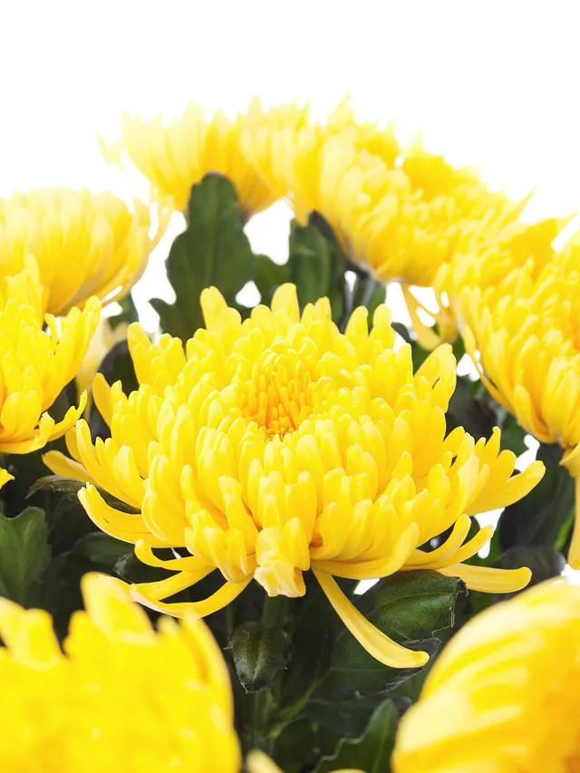 blumigo-chrysanthemen-pjotr-schnittblume-gelb image 1