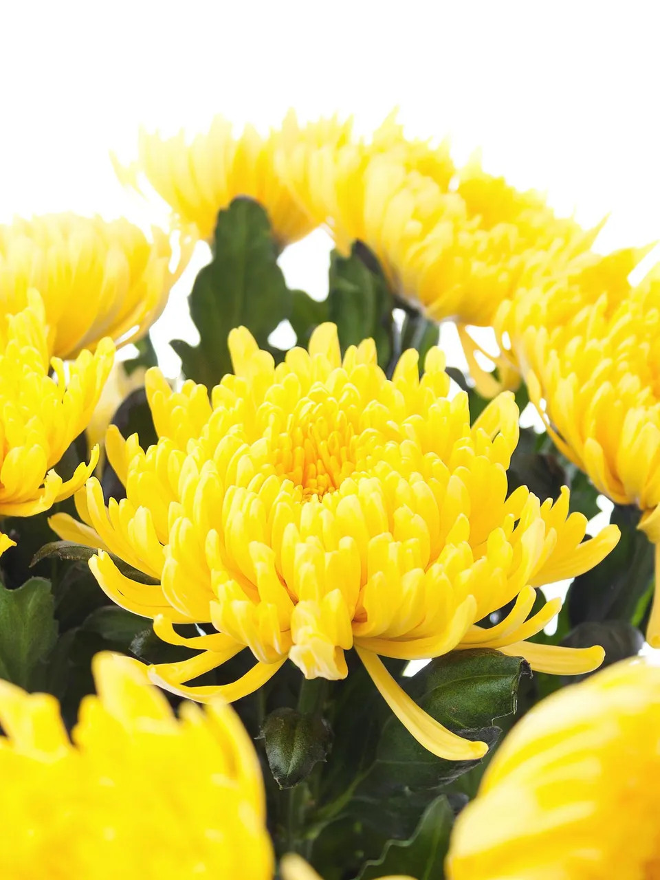 blumigo-chrysanthemen-pjotr-schnittblume-gelb image 1