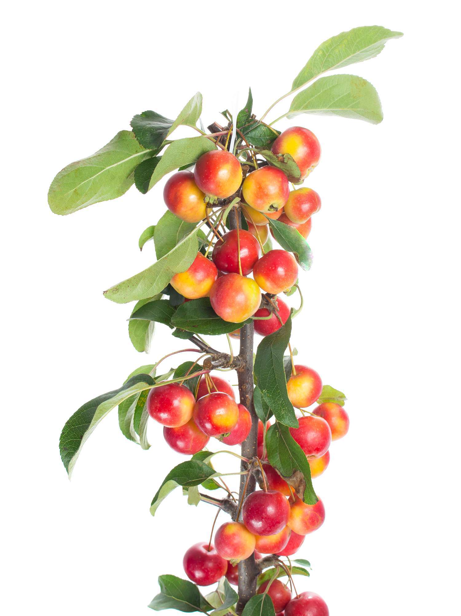 blumigo-herbstdeko-zier-pfel-red-sentinel-zweig-orange-rot image 2