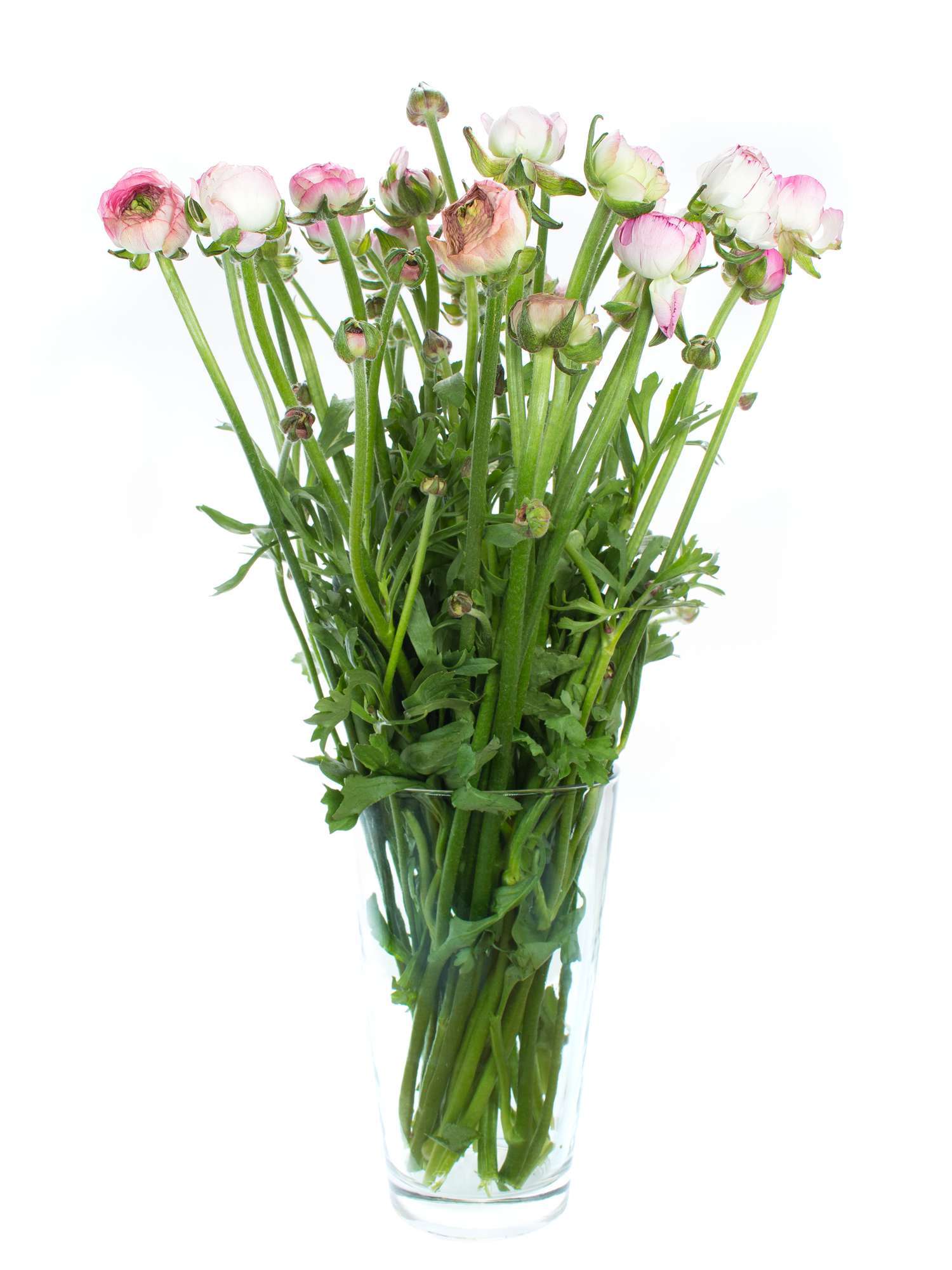 blumigo-ranunkeln-andrea-cappuccino-schnittblume-rosa-wei image 4
