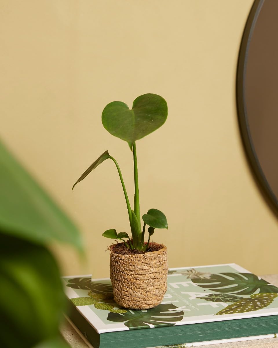 plnts-babyplnts-monstera-deliciosa-zimmerpflanze-20cm image 5