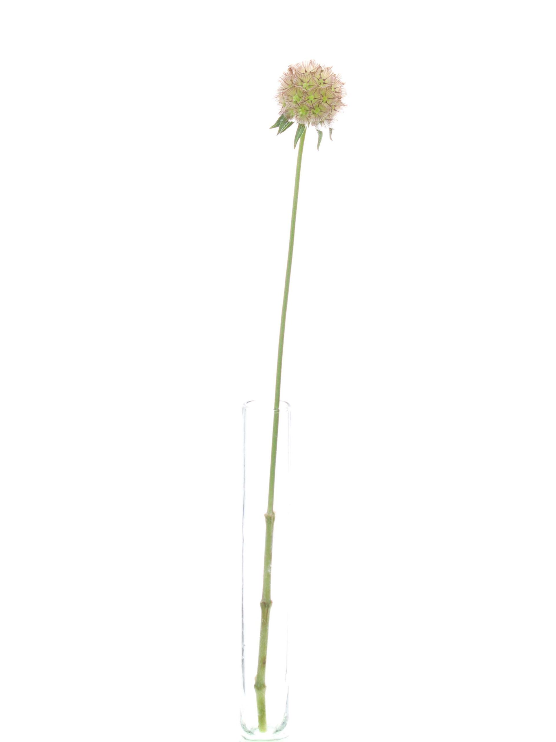 blumigo-skabiosen-stellaris-bindegr-n-gr-n-braun image 3