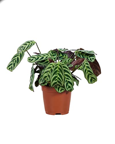 plnts-rareplnts-ctenanthe-burle-marxii-zimmerpflanze-30-cm-blattschmuck image 8