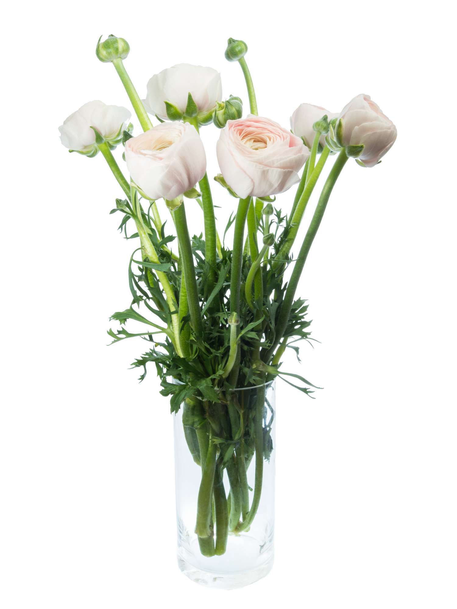blumigo-ranunkeln-xl-cloni-hanoi-creme-rosa-schnittblume image 7