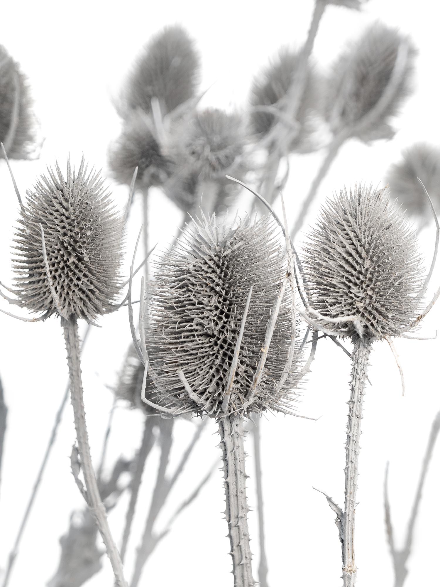 blumigo-wilde-karde-dipsacus-grau-getrocknet image 1