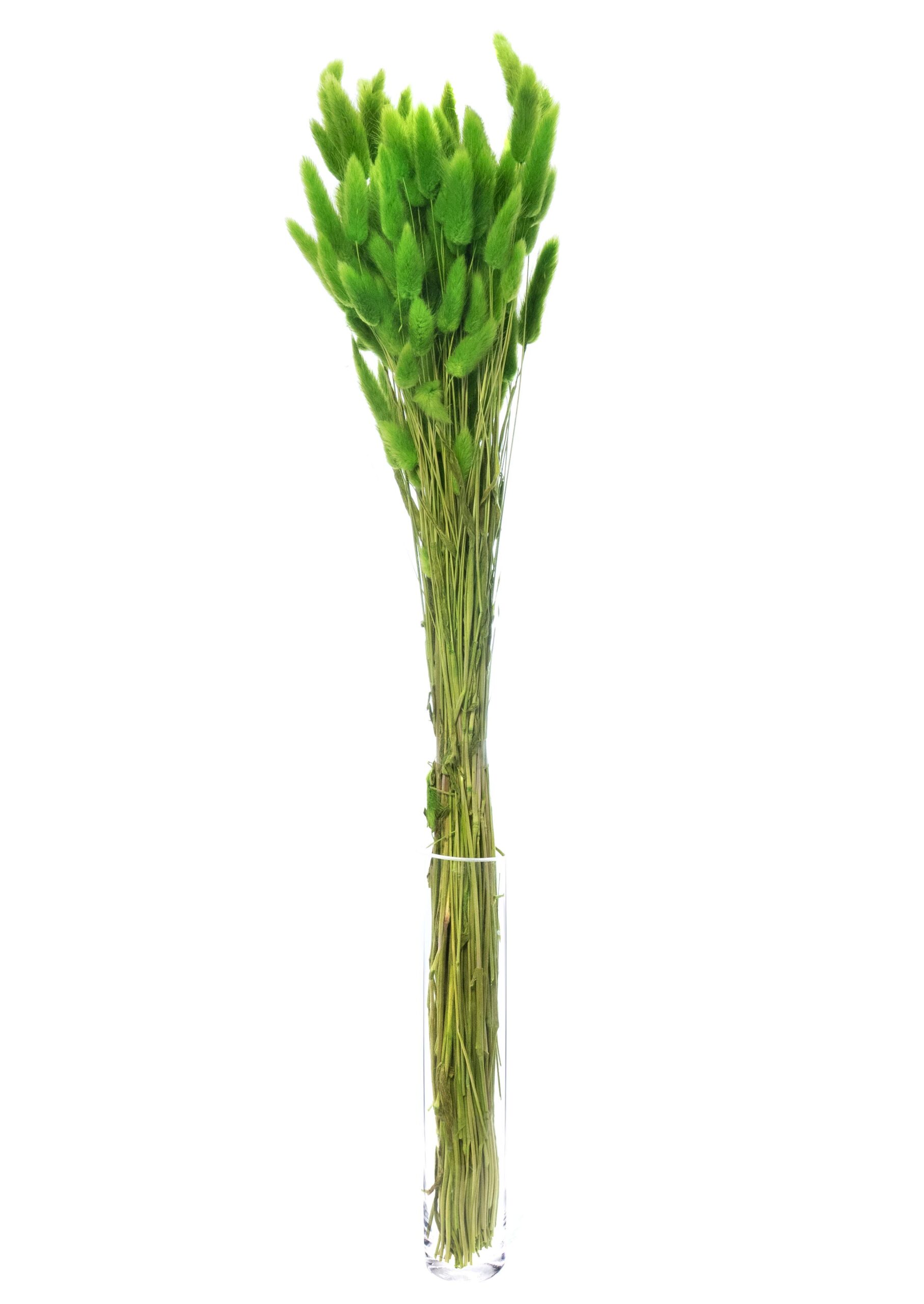 blumigo-trockenblumen-lagurus-samtgras-getrocknet-gr-n image 3