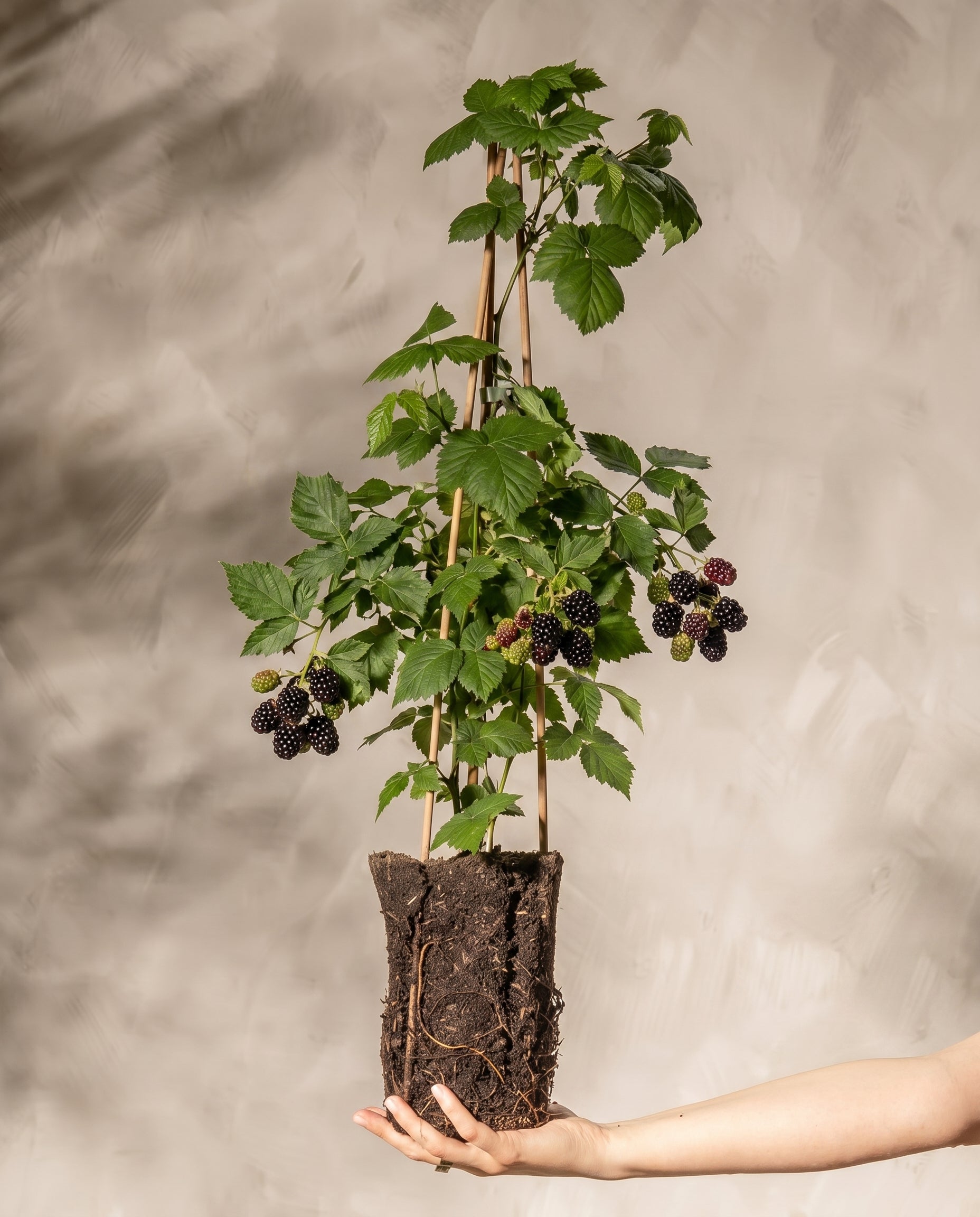 feey-amsterdam-brombeere-black-satin-ohne-topf-winterhart image 1