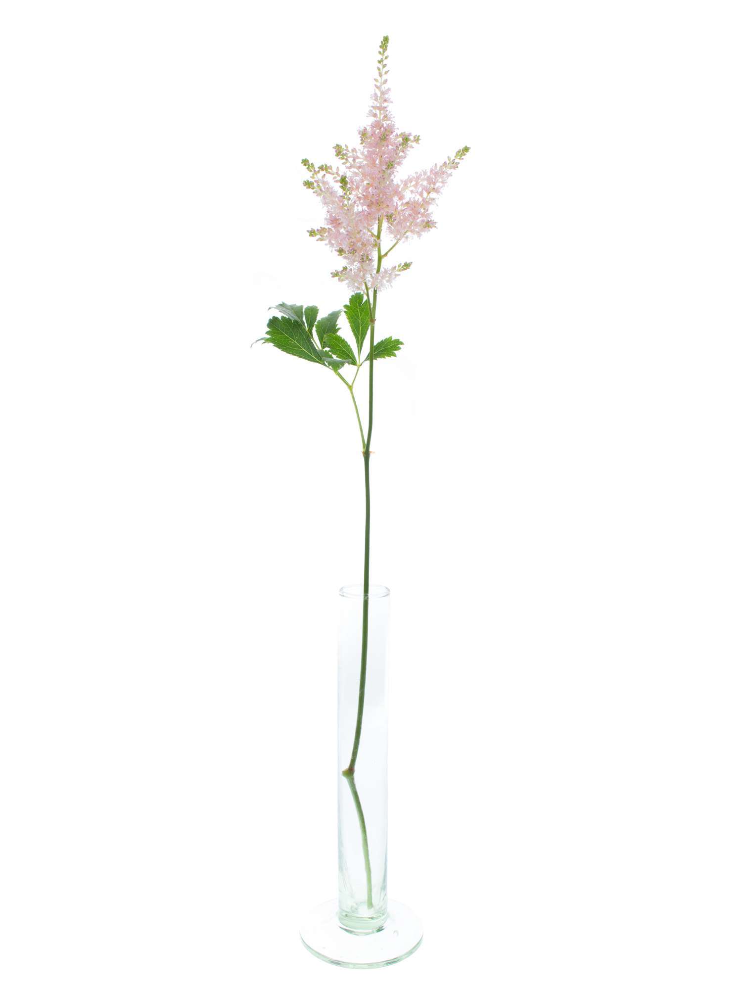 blumigo-blattwerk-astilbe-europa-schnittblume-rosa image 5