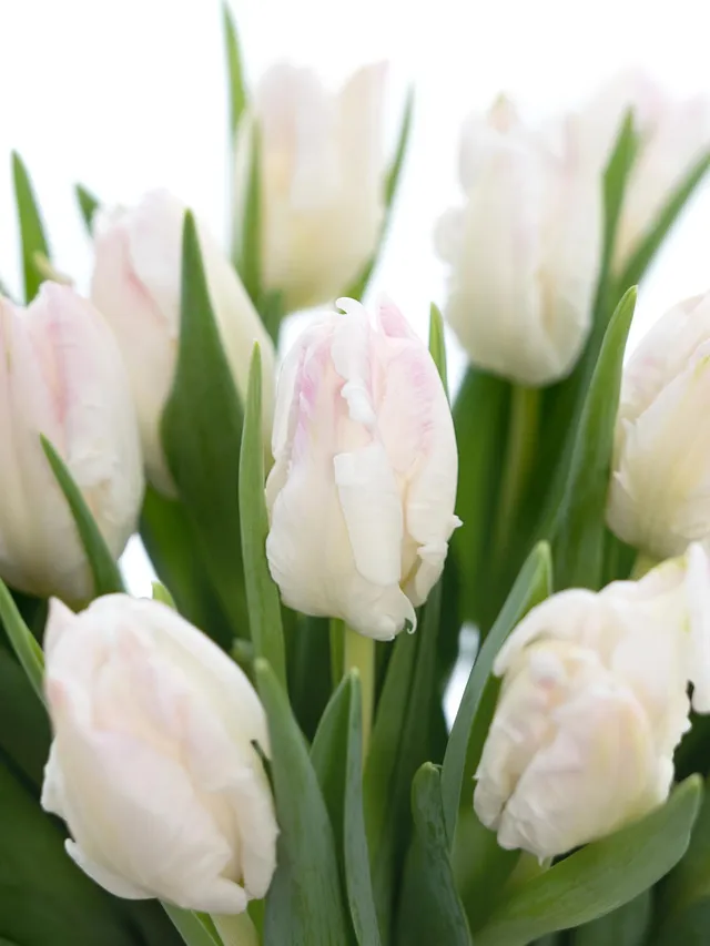 blumigo-tulpen-papagei-cabanna-schnittblumen-rosa-wei image 1