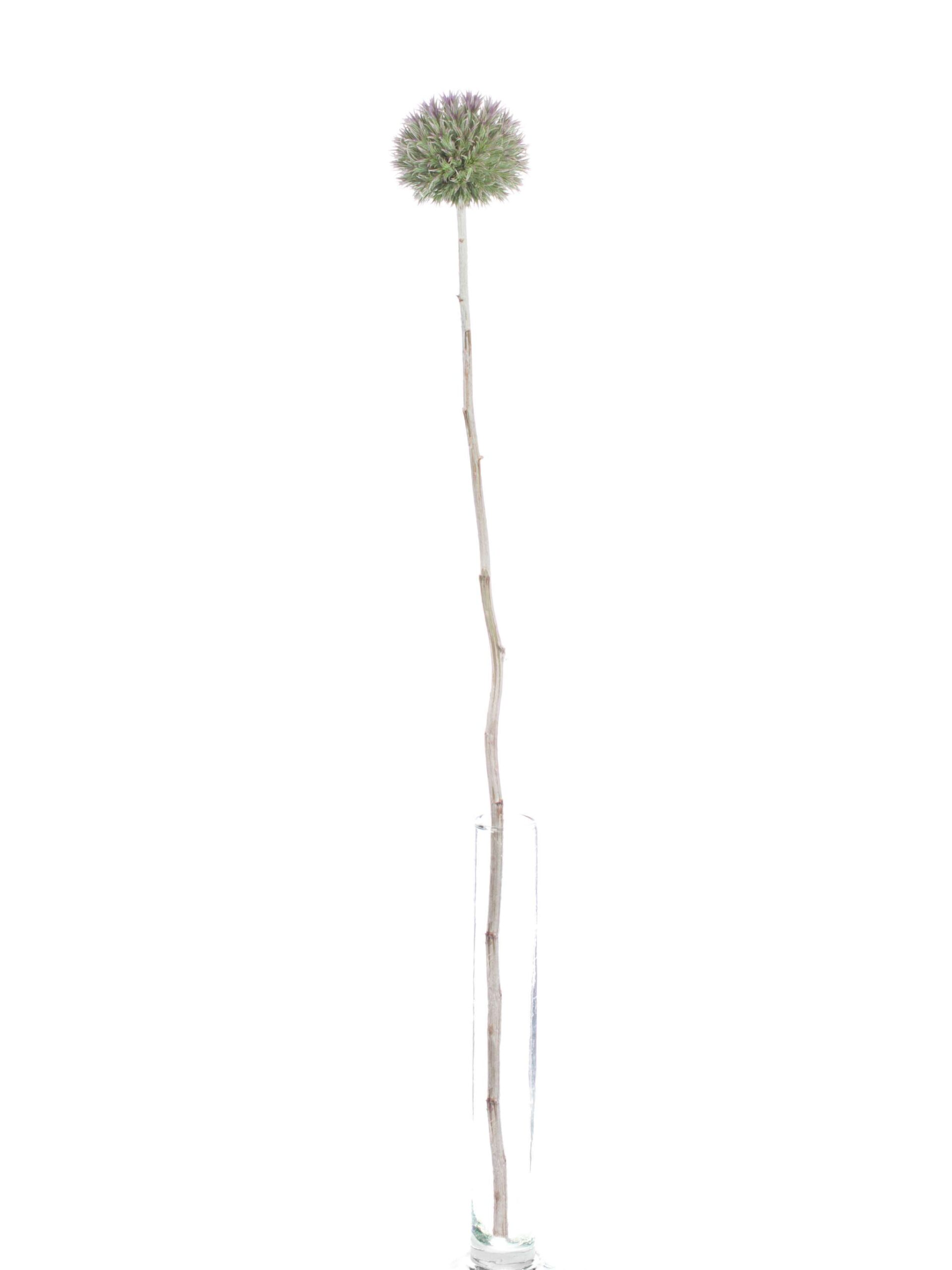 blumigo-disteln-kugeldisteln-grau-violett-schnittblume image 3