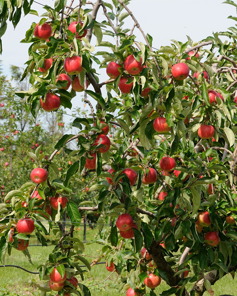 feey-amsterdam-malus-domestica-braeburn-patio-apfelbaum-essbar image 8