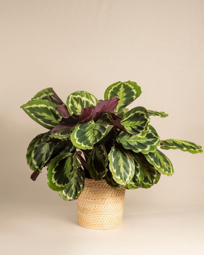 feey-calathea-roseopicta-gro-zimmerpflanze-bunte-bl-tter image 5
