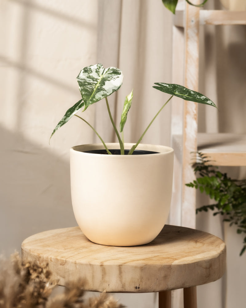 feey-variado-alocasia-frydek-variegata-zimmerpflanze-rarit-t image 4