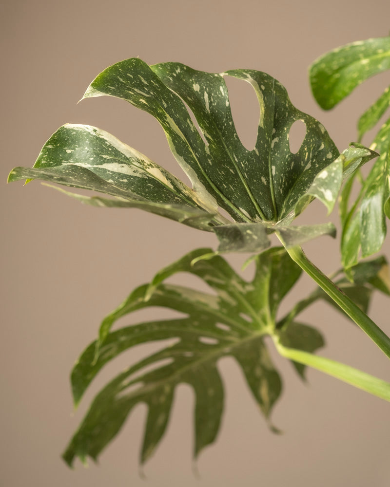 feey-variado-monstera-thai-constellation-zimmerpflanze-ohne-bertopf image 8