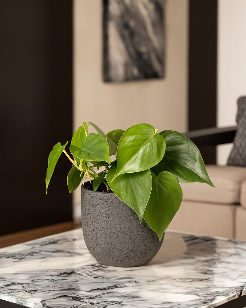 feey-variado-philodendron-scandens-h-ngepflanze-ohne-bertopf image 4